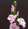 Dendrobium-ͧԹ